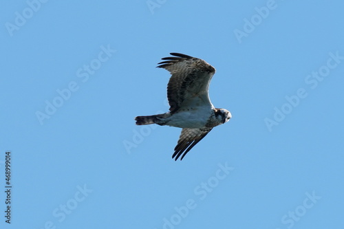 osprey is watching me from the sky