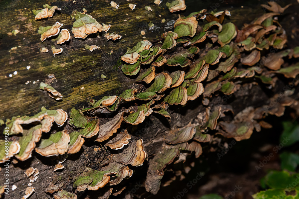 Inedible Mushroom on the tree Inedible Mushroom on the tree