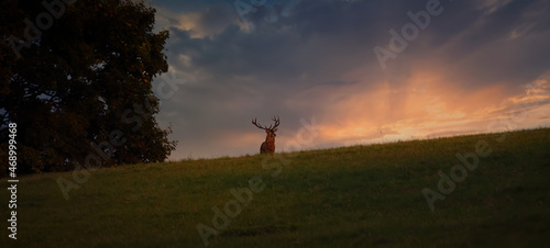 A beautiful and majestic deer emerges from the glow of the setting sun.