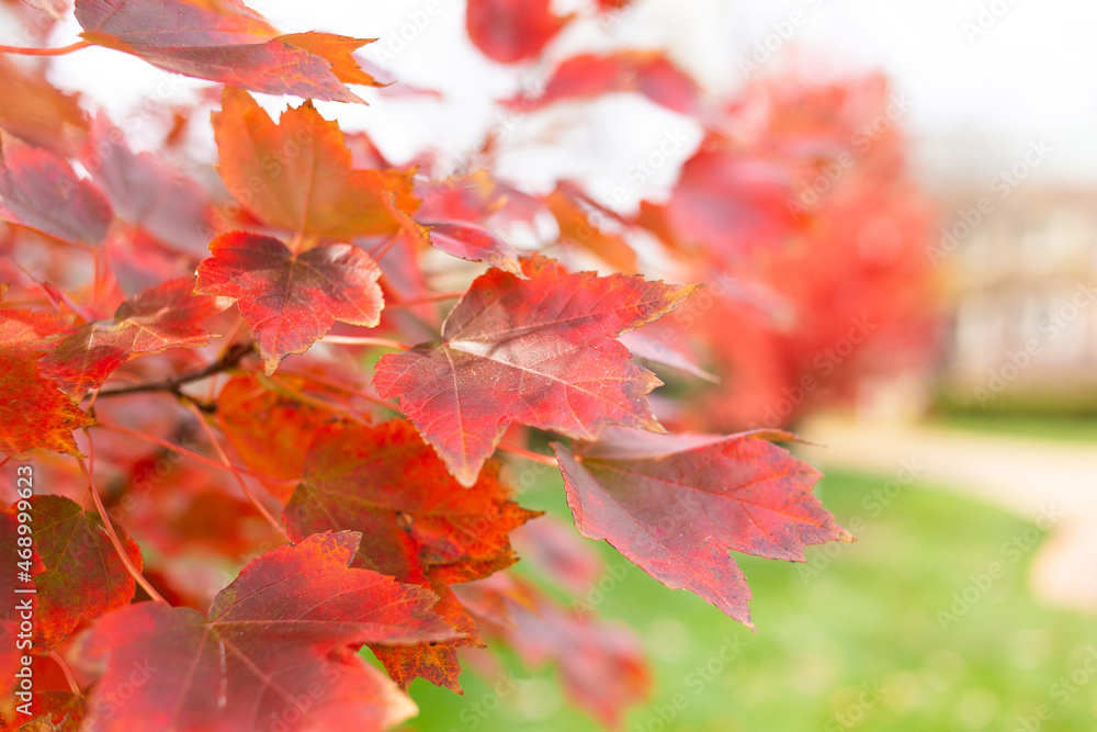 Red Maple Leaves in Autumn