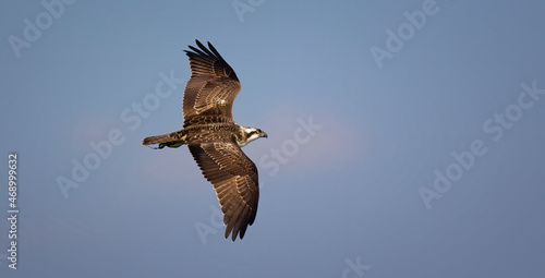 Pandion haliaetus golden eagle lands in the glow and in the rays of the rising sun on a branch.