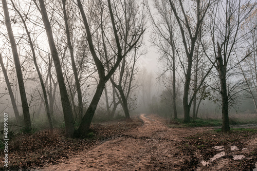 Forest road through a foggy and autumnal forest in the morning.