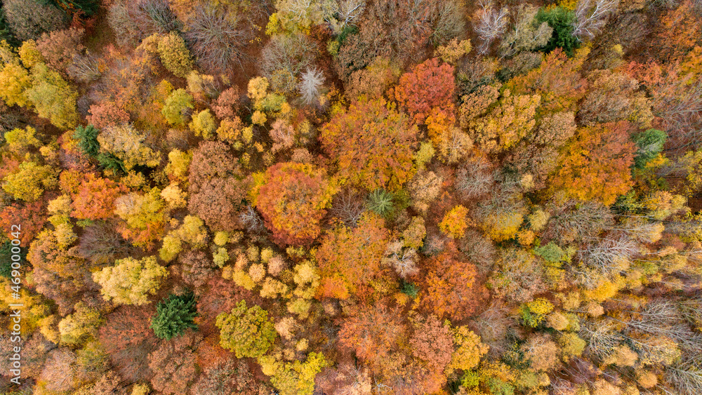 Wald von oben, Herbstfarben, Herbstwald, Herbststimmung, Bäume von oben, Wald, Herbst Wald von oben, Herbstfarben, Herbstwald, Herbststimmung, Bäume von oben, Wald, Herbst