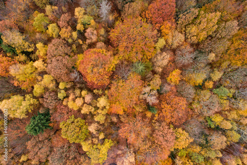 Wald von oben, Herbstfarben, Herbstwald, Herbststimmung, Bäume von oben, Wald, Herbst