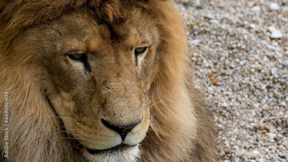 Beautiful Portrait of lion . big lion roar Beautiful Portrait of lion . big lion roar