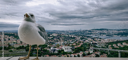 Seagull Istanbul Turkey