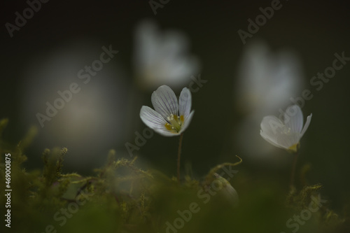 Two flowers with blurry reflection in the background.