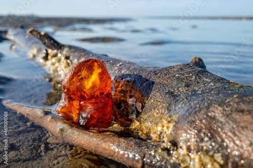 Obraz na płótnie amber in the Wadden Sea in Cuxhaven, Germany