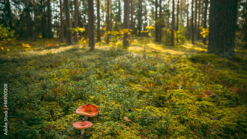 Belarus, Europe. Time lapse mushroom. Russula emetica - sickener, emetic russula, or vomiting russula, is a basidiomycete mushroom. Autumn Forest. Conditionally edible fungus. Sunshine In Sunny Autumn photo