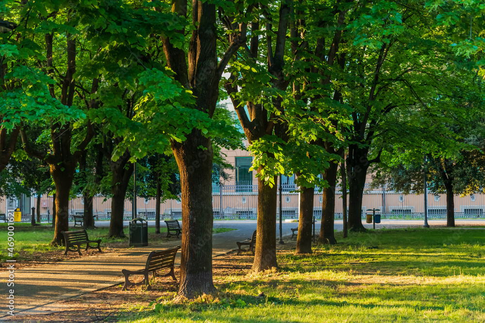 Trees and benches in the afternoon Trees and benches in the afternoon