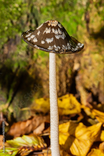 A magpie inkcap fungus (Coprinopsis picacea). Black and white, big hatted, mushroom in the autumn. photo