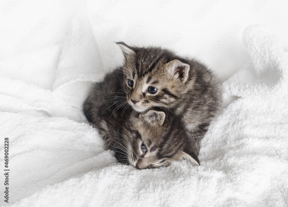 Two kittens are resting