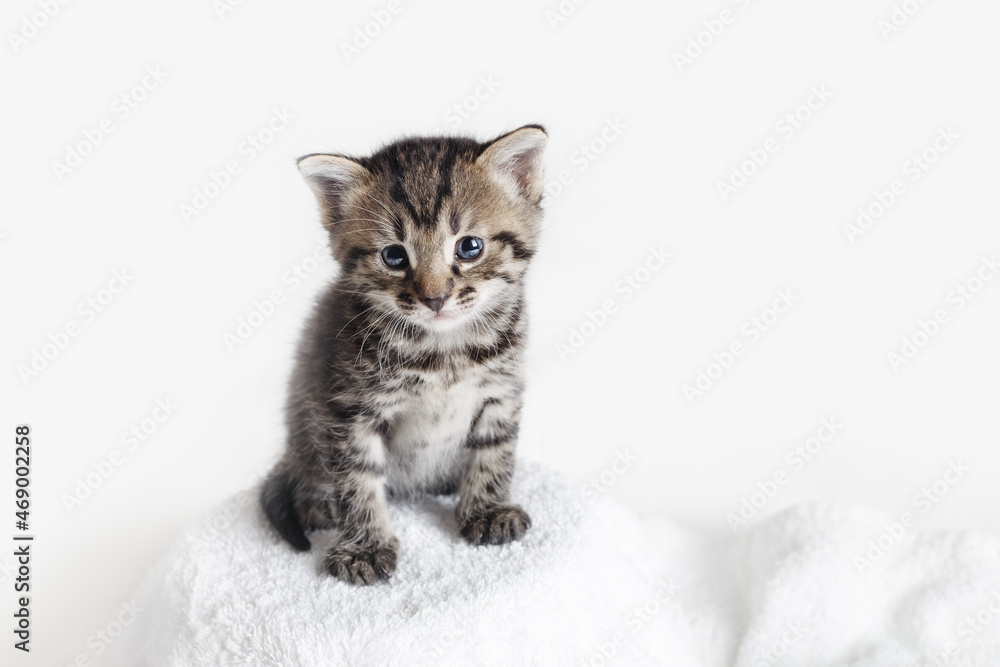 Small tabby kitten Small tabby kitten