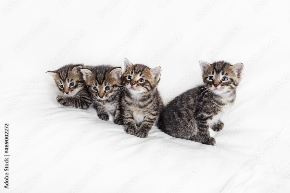 Four little tabby kittens