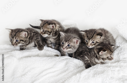 Group of small striped kittens on white cloth background.