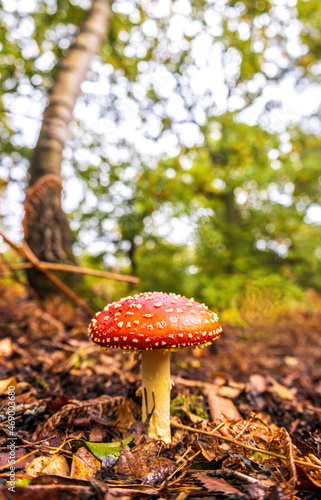 Forest Floor Mushroom