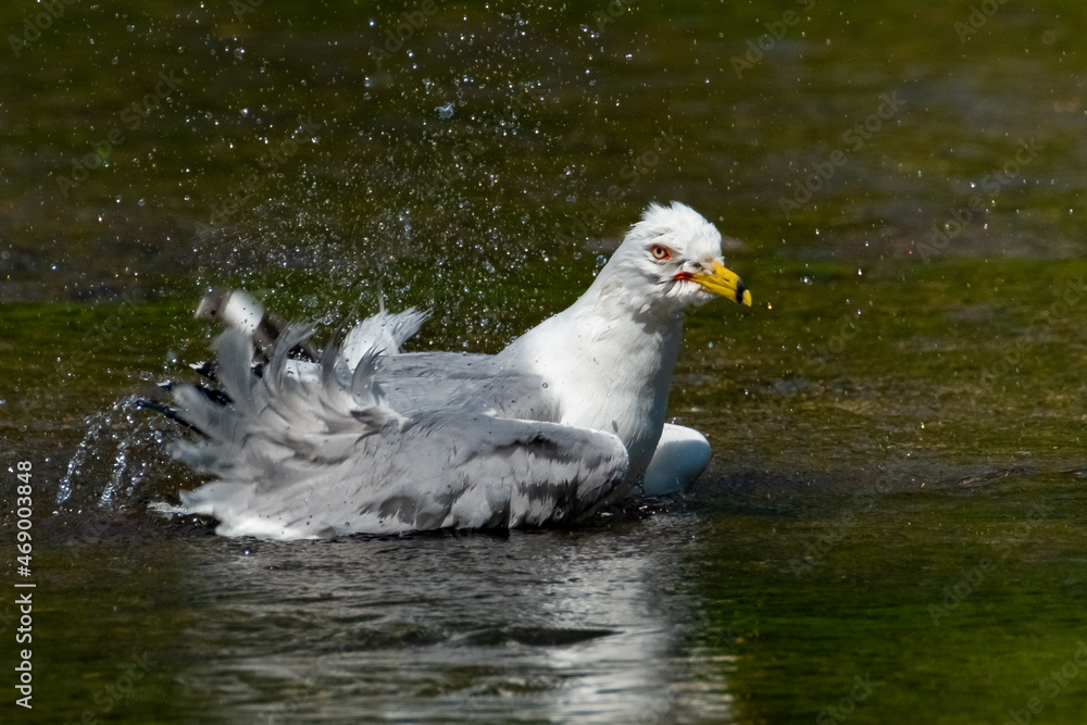 Ring-billed Gull (Larus delawarensis) making a splash landing in a creek in the spring afternoon sunshine.
