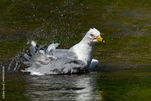 Obraz na płótnie Ring-billed Gull (Larus delawarensis) making a splash landing in a creek in the spring afternoon sunshine. w salonie