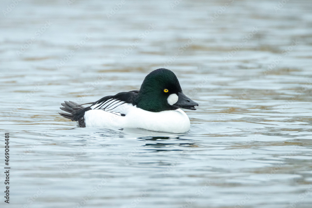 Closeup of a common goldeneye male Bucephala clangula waterfowl