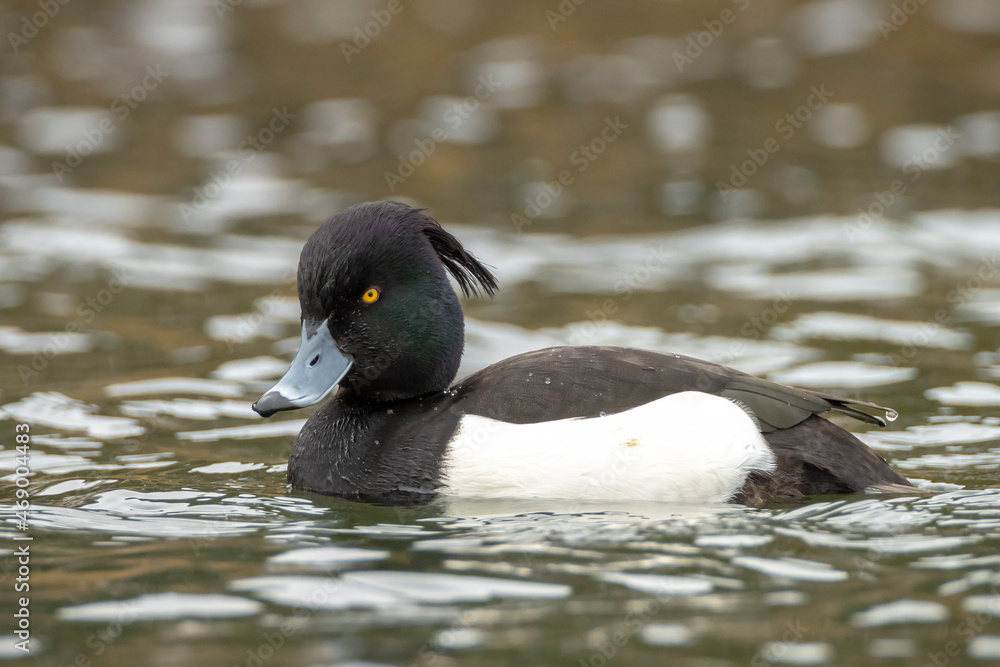 Fototapeta premium Tufted duck, Aythya fuligula, swimming