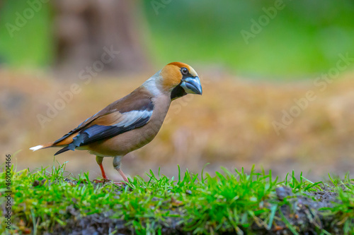 hawfinch male bird, Coccothraustes coccothraustes, songbird