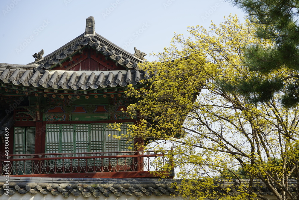 Fototapeta premium 창덕궁에는 노랑개나리가 피어 봄소식을 알리는 풍경입니다.