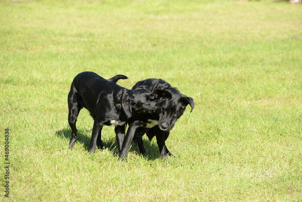 Spielende Hunde. Spielende Hunde.