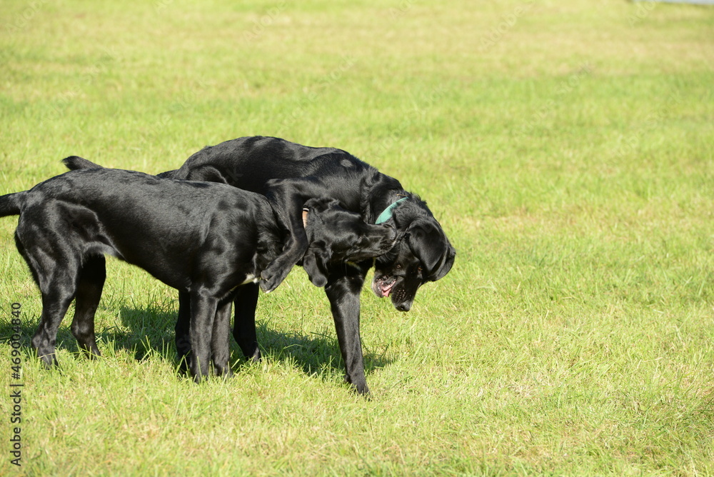 Spielende Hunde. Spielende Hunde.