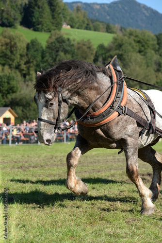 Zugleistungsprüfung. Kaltblutpferde beim Kreäftemessen auf der Wiese