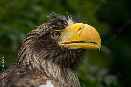 A close up of a european bald eagle with wet feathers