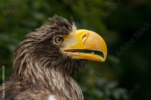 A close up of a european bald eagle with wet feathers