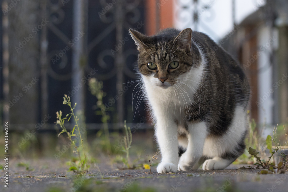 Katze spaziert durch den Garten