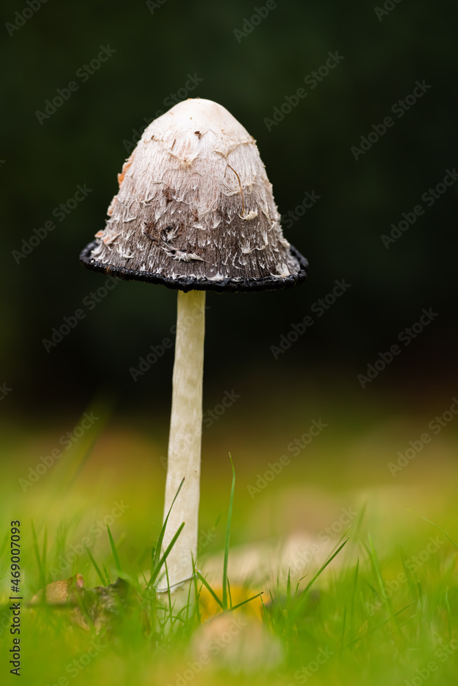 Shaggy Inkcap Mushroom with a diffused background Shaggy Inkcap Mushroom with a diffused background