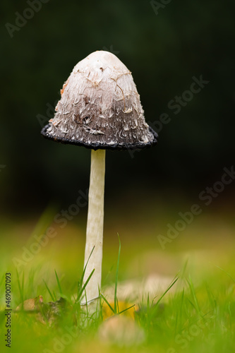 Shaggy Inkcap Mushroom with a diffused background 