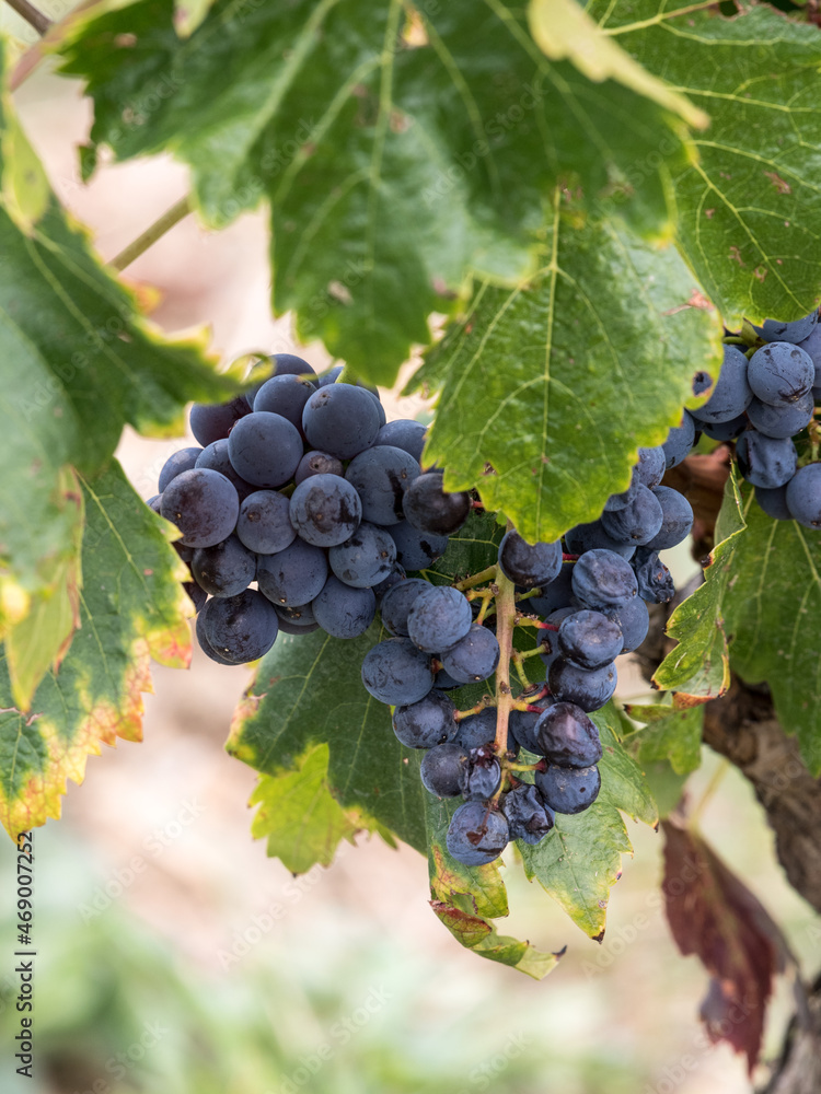 Racimo de uva negra garnacha en la viña lista para ser recolectada en ala vendimia, viñedos del Priorat, region vitivinícola de Tarragona, España