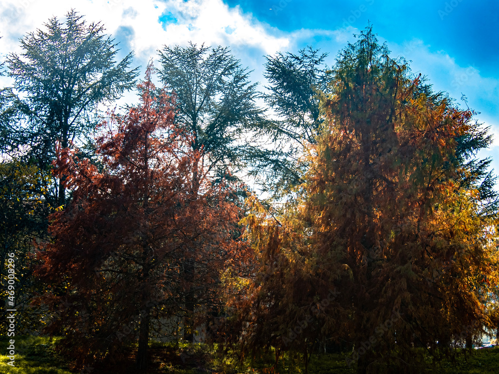 autumn in the forest autumn in the forest