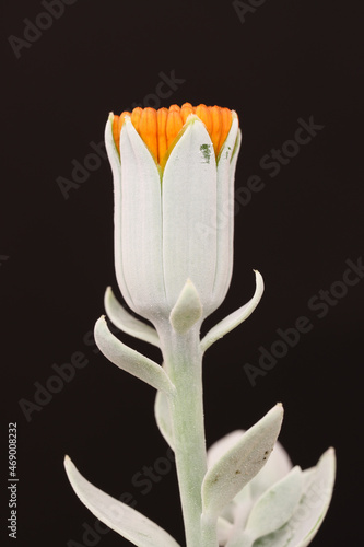 Succulent plant: Senecio cephalophorus photo