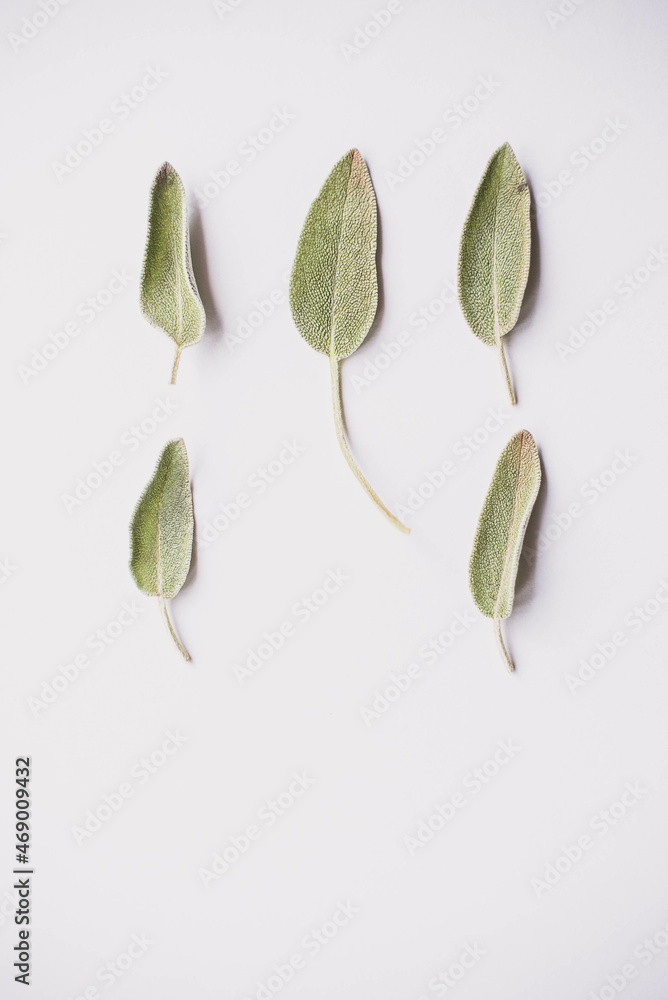 Sage Abstract Sage Abstract