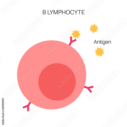 B cell lymphocyte