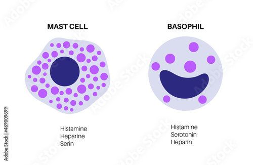 Basophil and mast cell