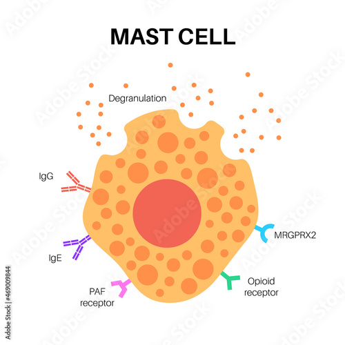 Mast cell poster