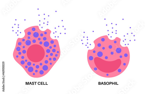 Basophil and mast cell