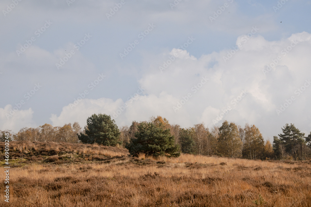 Swampland in the autumn under a blue sky. Autumn landscape in the Netherlands.