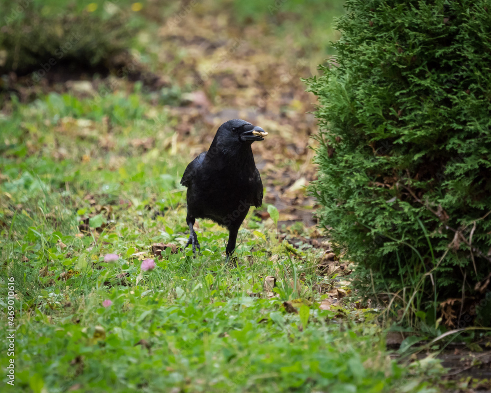 A crow closeup on a cemetery in Jena at summer, copy space