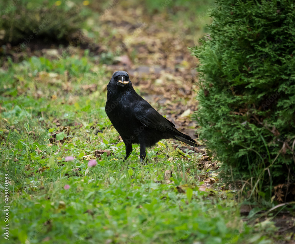 Fototapeta premium A crow closeup on a cemetery in Jena at summer, copy space