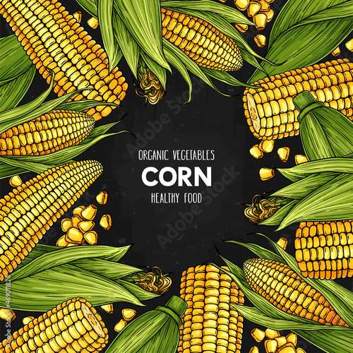 Vector hand drawn frame with ripe corn cobs