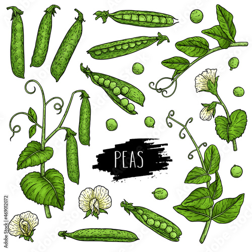 Hand drawn pea set. Organic plant drawing with pods, beans, flowers, branch and leaves