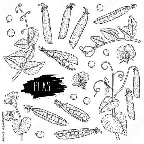Vector hand drawn pea set. Organic plant drawing with pods, beans, flowers, branch and leaves