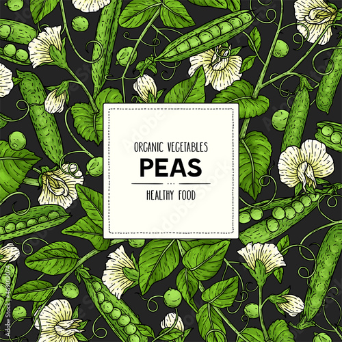 Hand drawn banner with pea. Organic legumes plant drawing with pods, beans, flowers,
