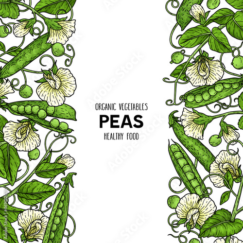 Hand drawn frame with pea, pods, beans, flowers, branch and leaves